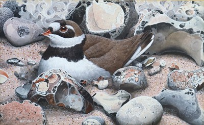 Lot 216 - Michael Warren (b.1938) Ringed Plover