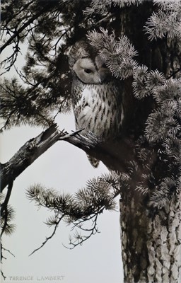 Lot 218 - Terence Lambert (b.1951) Tawny Owl