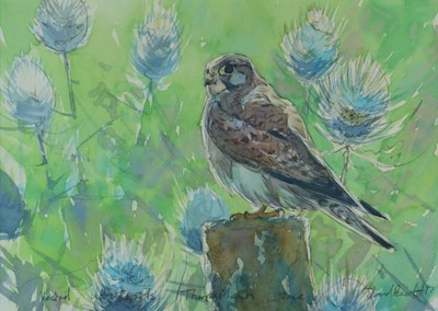 Lot 220 - David Bennett SWLA (b.1969) Kestrel with Teasels, Thorpe Marsh