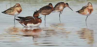 Lot 224 - David Miller (British, b.1966) Widgeon and Godwits