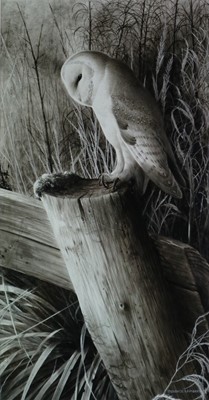 Lot 226 - Terence Lambert (b.1951) Barn Own Perched on a Fence Post