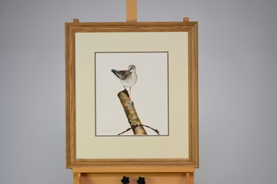 Lot 212 - Terence Lambert (b.1951) Redshank Perched on a Post