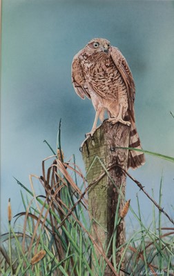 Lot 275 - Nigel Buckels (b.1973) Sparrowhawk