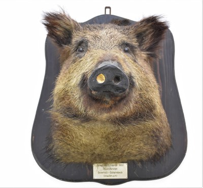 Lot 522 - Taxidermy: a mounted head of a Wild Boar, Sus Scrofa