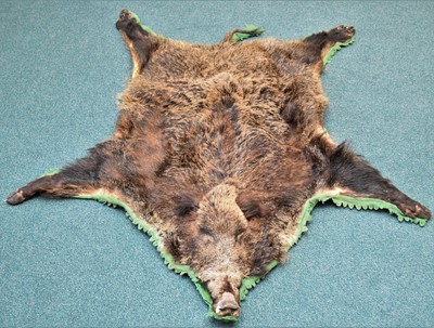 Lot 427 - Taxidermy: a full Wild Boar skin rug, Sus scrofa