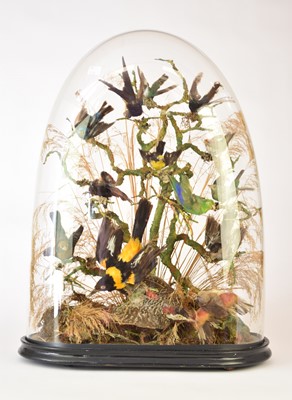 Lot 222 - Taxidermy: a Victorian ornithological display