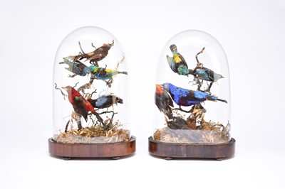 Lot 218 - Taxidermy: a pair of Victorian ornithological displays