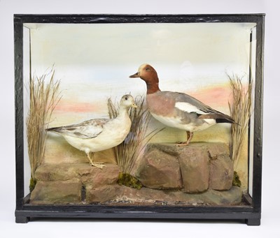 Lot 565 - Taxidermy: an Edwardian cased Widgeon group (Mareca penelope)
