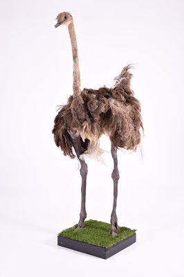 Lot 216 - Taxidermy: a standing female Common Ostrich (Struthio camelus)