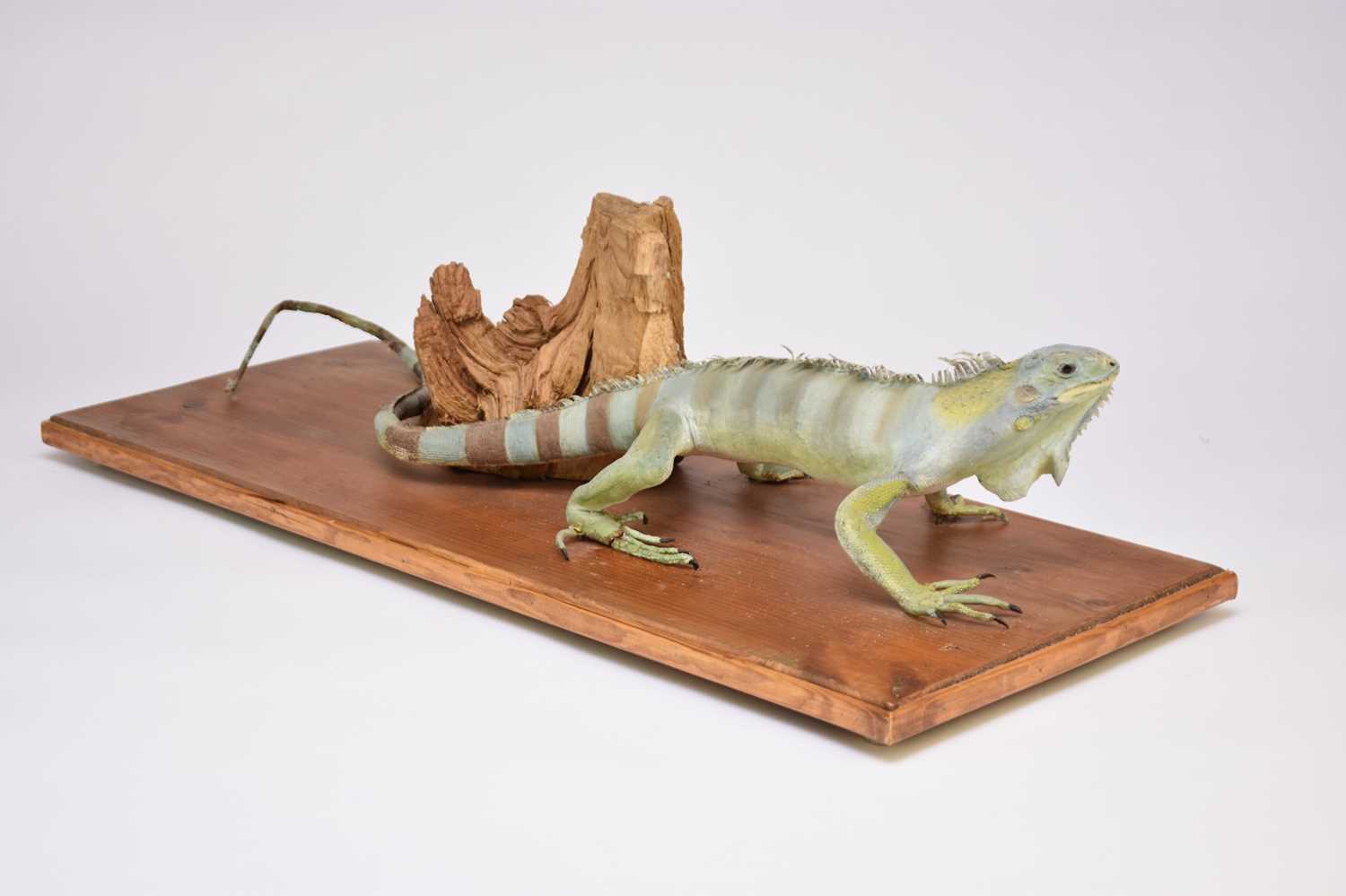 Lot 566 - Taxidermy: a Green Iguana (Iguana iguana)