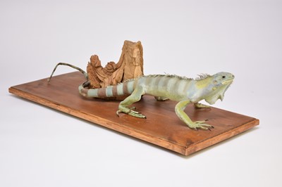 Lot 566 - Taxidermy: a Green Iguana (Iguana iguana)