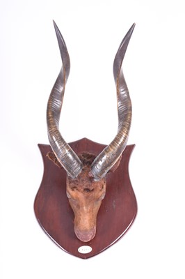 Lot 214 - Taxidermy: a mounted 'Topi' head