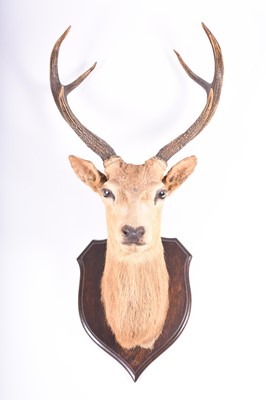 Lot 220 - Taxidermy: an Edwardian mounted Sitka deer (stag) head by H.Murray of Carnforth