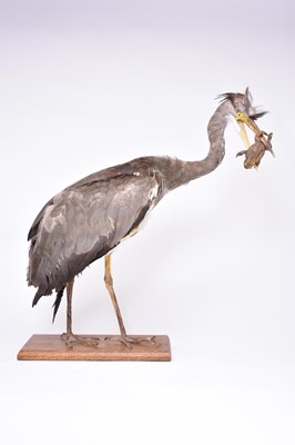 Lot 215 - Taxidermy: a standing Grey Heron (Ardea cinerea)