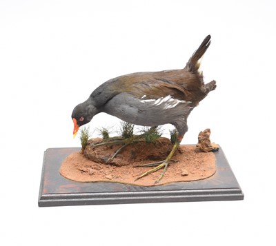 Lot 520 - Taxidermy: a common Moorhen, Gallinula chloropus
