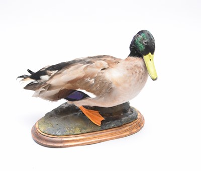 Lot 521 - Taxidermy: a Mallard Drake, Anas platyrhynchos