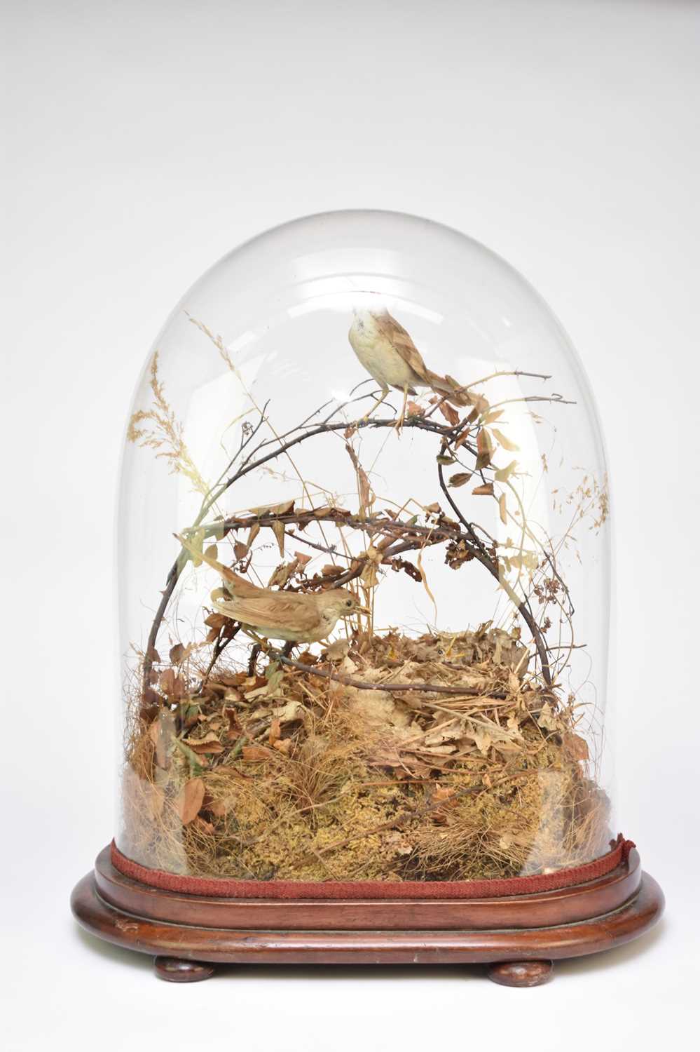 Lot 217 - Taxidermy: a Nightingale nest group (Luscinia megarhynchos), attributed to Rowland Ward