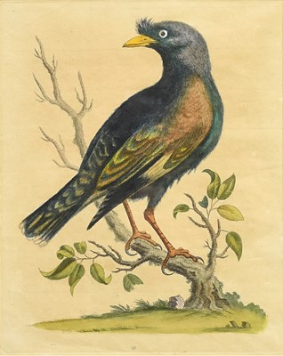 Lot 214 - After George Edwards (1694-1773) Four Hand Coloured Bird Prints