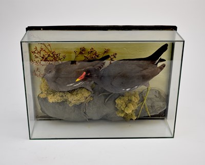 Lot 466 - TAXIDERMY: A pair of moorhens (Gallinula) to a cased diorama