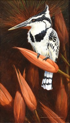 Lot 142 - David Orr Kerr (British b.1951) Pied Kingfisher