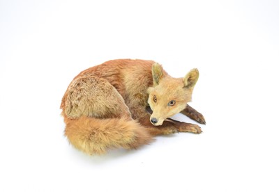 Lot 568 - Taxidermy: a red fox (Vulpus vulpus)