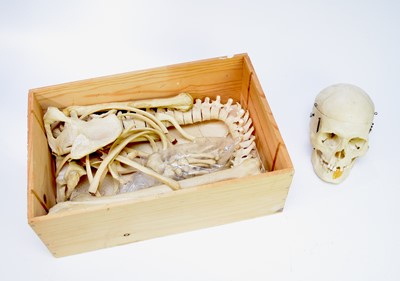 Lot 545 - Anatomy: A complete Human half skeleton