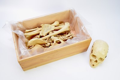 Lot 546 - Anatomy: A complete Human half skeleton