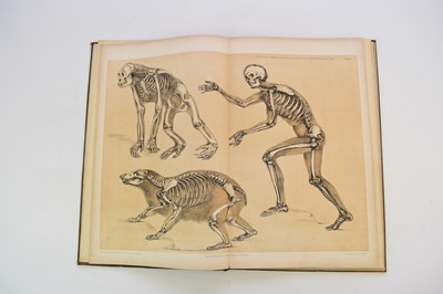 Lot 1199 - HAWKINS, B Waterhouse, A Comparative View of the Human and Animal Frame.  Folio, 1860