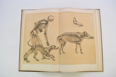 Lot 1199 - HAWKINS, B Waterhouse, A Comparative View of the Human and Animal Frame.  Folio, 1860