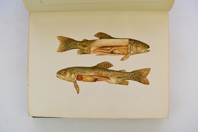 Lot 1195 - VAVON, Antoine, La Truite.  Ses Moeurs.  L'Art de la Pecher (The Trout. His Manners