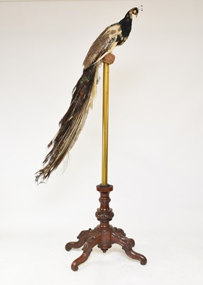 Lot 610 - Taxidermy: A Victorian peacock (Pavo cristatus) on a brass and mahogany stand