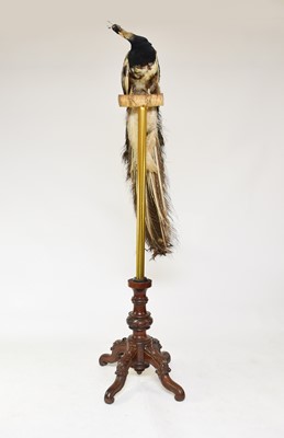 Lot 610 - Taxidermy: A Victorian peacock (Pavo cristatus) on a brass and mahogany stand