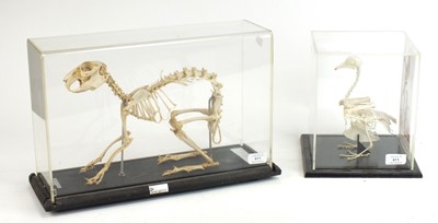 Lot 611 - Taxidermy: Two cased skeleton specimens