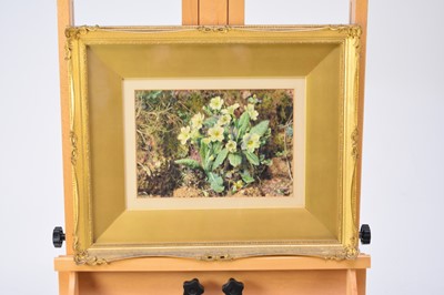 Lot 243 - William Henry Hunt, OWS (British, 1790-1864), 'A Bank of Primroses', watercolour