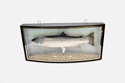 Lot 590 - A cased sea trout, ‘Caught by J.McGregor-Smith Redscar Border Esk 26th June 2002 6lbs’