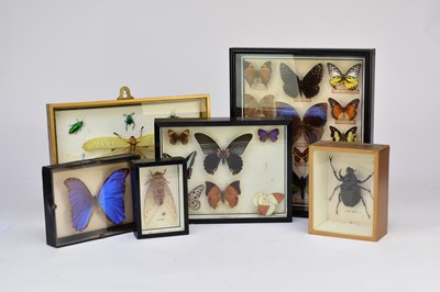 Lot 319 - A small of collection of insect specimens to glazed boxes