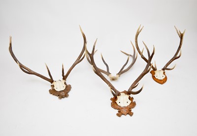 Lot 320 - Three mounted stag antlers together with an unmounted antler