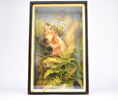 Lot 589 - Taxidermy: A cased red squirrel (Sciurus vulgaris), by Edward Allen of York