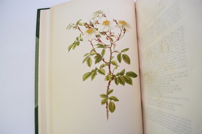 Lot 1038 - WILLMOTT, Ellen, The Genus Rosa, 2 vols folio 1910 - 14