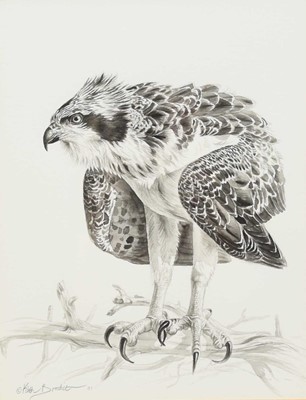 Lot 282 - Keith Brockie (b.1955) Three Studies of an Osprey, Heron and Ptarmigan