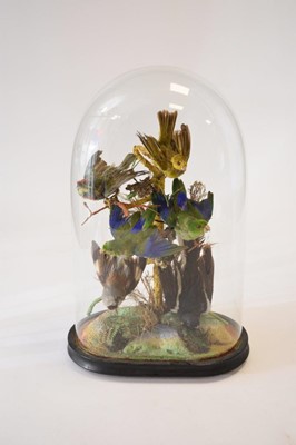 Lot 412 - Taxidermy: A late Victorian ornithological display