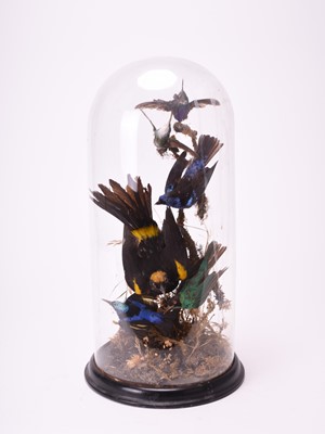 Lot 425 - Taxidermy: A late Victorian ornithological display