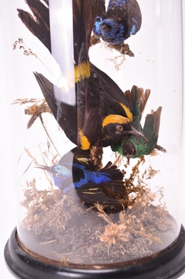 Lot 425 - Taxidermy: A late Victorian ornithological display