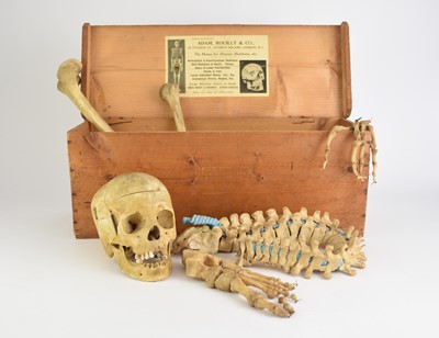 Lot 577 - Anatomy: A human half skeleton, boxed, early 20th century