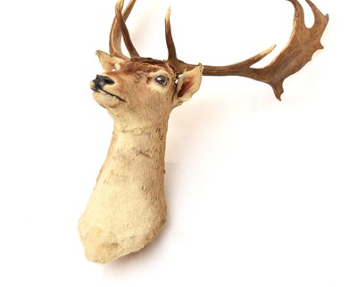 Lot 594 - Taxidermy: A red deer head (Cervus elaphus)