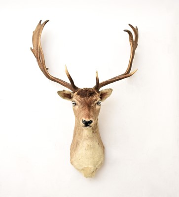 Lot 594 - Taxidermy: A red deer head (Cervus elaphus)