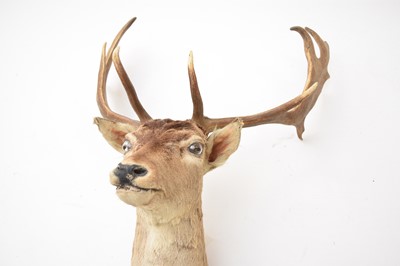 Lot 594 - Taxidermy: A red deer head (Cervus elaphus)
