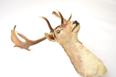 Lot 594 - Taxidermy: A red deer head (Cervus elaphus)