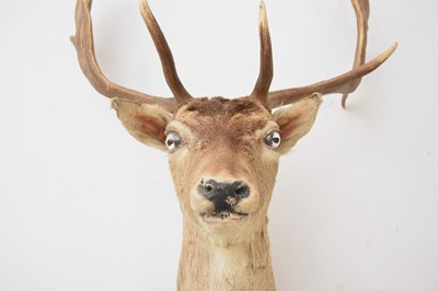 Lot 594 - Taxidermy: A red deer head (Cervus elaphus)