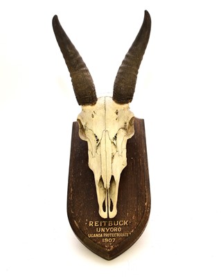 Lot 595 - Taxidermy: Mounted reedbuck (reitbuk) skull with horns, early 20th century